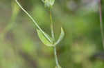 Largeleaf rose gentian